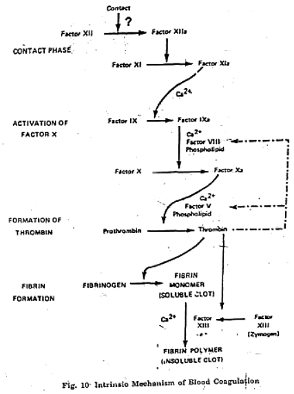 Mechanism of Coagulation | Animal Husbandry & Veterinary Science Optional for UPSC