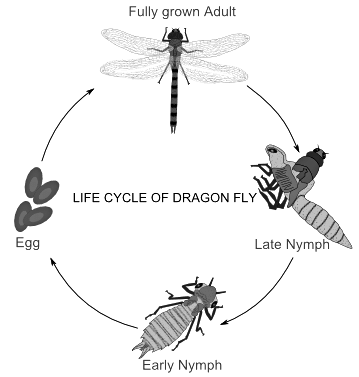 Arthropoda: Metamorphosis in insects and its hormonal regulation | Zoology Optional Notes for UPSC