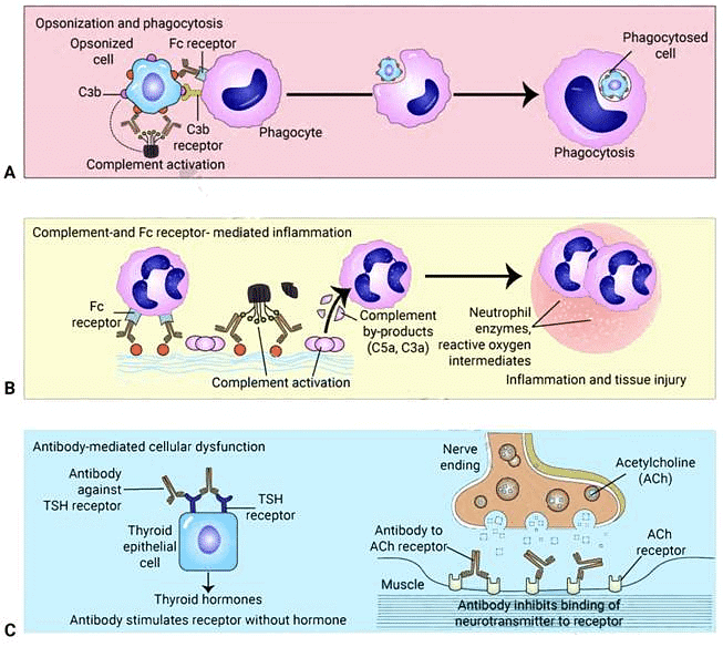 Hypersensitivity Reactions | Medical Science Optional Notes for UPSC