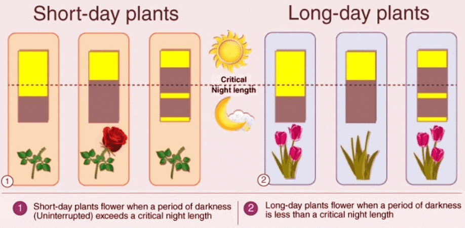 Photoperiodism, Vernalilzation and Seed Dormancy | Agriculture Optional for UPSC
