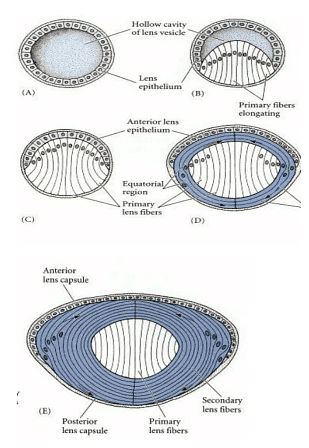 Development of Eye and Heart | Zoology Optional Notes for UPSC