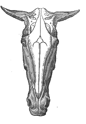 Fig: Skull - Frontal Sinus Exposed
