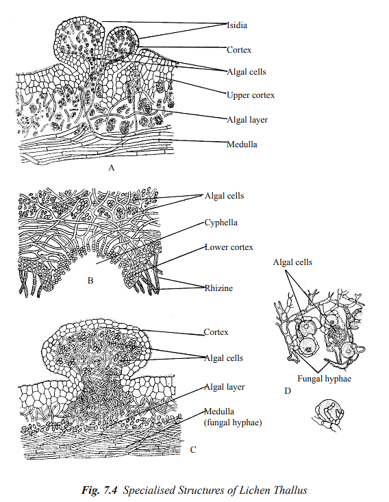 Structure and Reproduction Fungi & Lichens | Botany Optional for UPSC