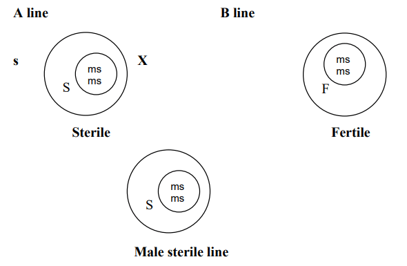 Incompatibility and Male Sterility and their Utilization in Crop Improvement - 2 | Agriculture Optional for UPSC