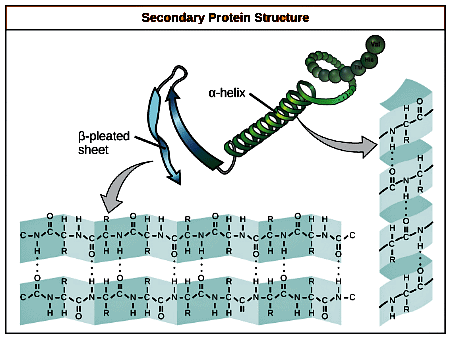 Protiens and Amino Acid | Zoology Optional Notes for UPSC