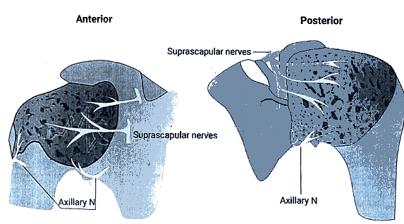 Shoulder Joint | Medical Science Optional Notes for UPSC
