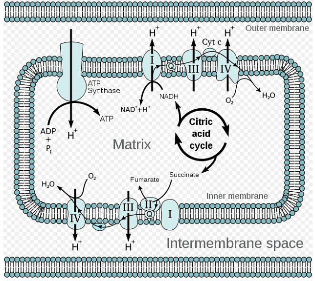 Electron transport chain, Oxidative phosphorylation & Photorespiration | Botany Optional for UPSC
