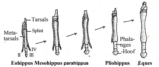 Changes in the hind limb of horse.