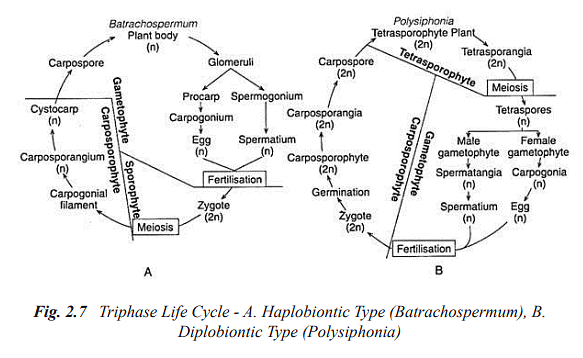 Structure and Reproduction Algae | Botany Optional for UPSC