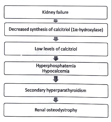 Calcium and Vitamin D | Medical Science Optional Notes for UPSC