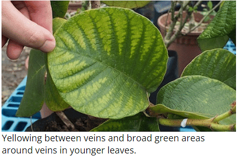 Mineral Deficiencies | Botany Optional for UPSC