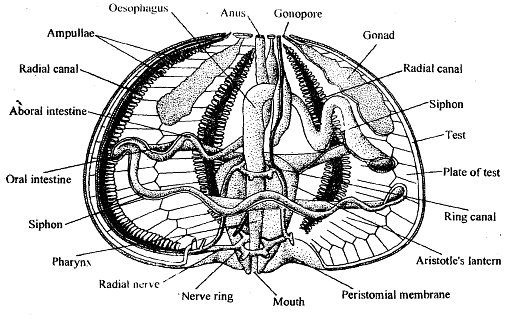 Echinodermata: Locomotion | Zoology Optional Notes for UPSC