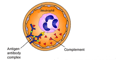 Hypersensitivity Reactions | Medical Science Optional Notes for UPSC