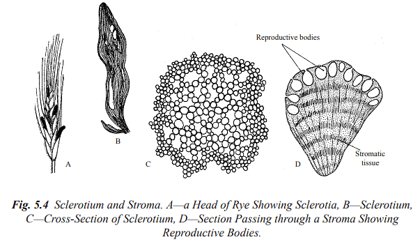 Structure and Reproduction Fungi & Lichens | Botany Optional for UPSC
