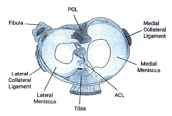 Knee Joint | Medical Science Optional Notes for UPSC