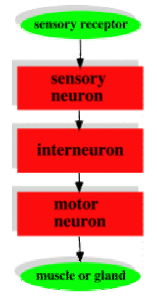 Relationship Among Different Types of Neurons