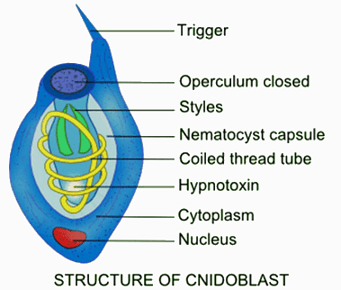 Cnidaria: Defensive structures and their mechanism | Zoology Optional Notes for UPSC