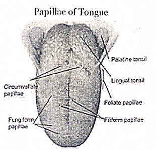 Oral Cancer | Medical Science Optional Notes for UPSC