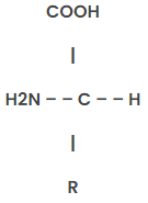 Protiens and Amino Acid | Zoology Optional Notes for UPSC