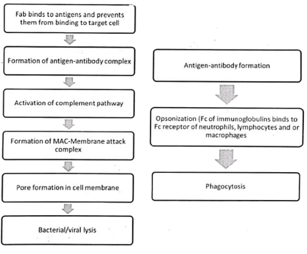 Immunology | Medical Science Optional Notes for UPSC