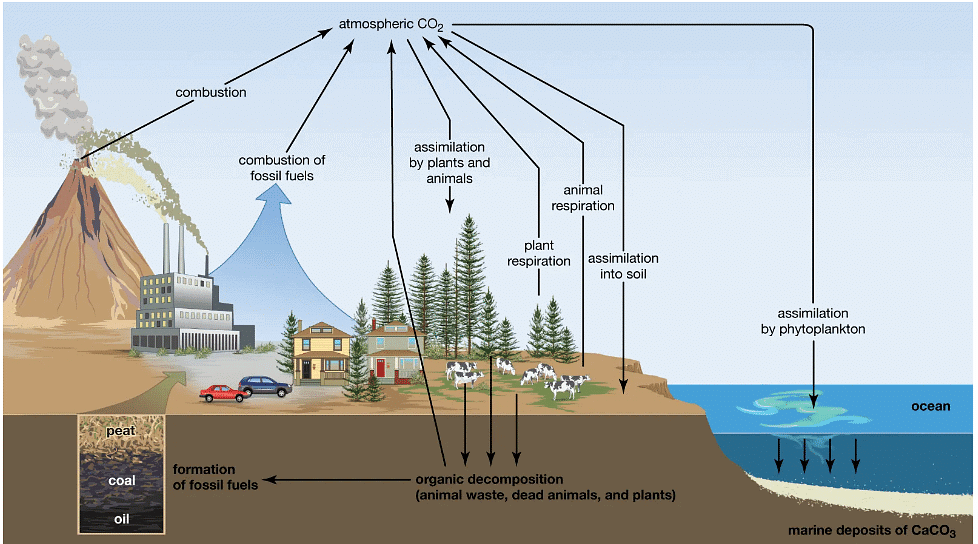 Carbon Cycle