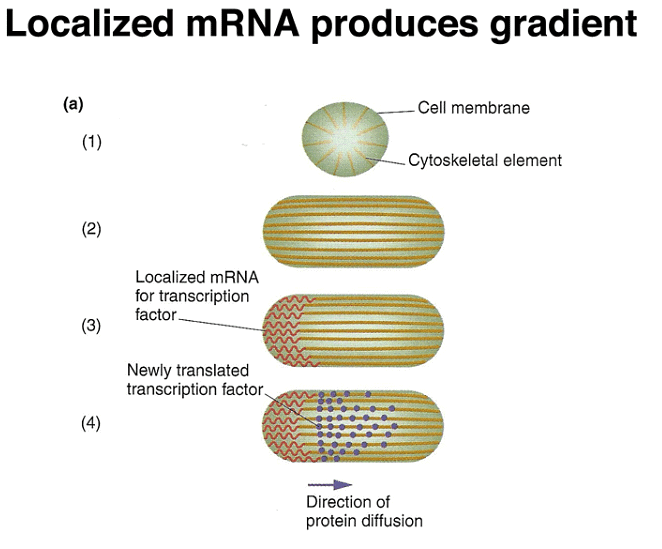 Development of Genetics | Botany Optional for UPSC
