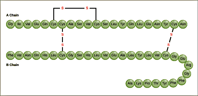 Protiens and Amino Acid | Zoology Optional Notes for UPSC