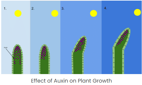 Plant Growth Regulators - 1 | Agriculture Optional for UPSC