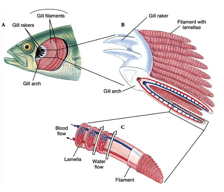 Pisces: Respiration | Zoology Optional Notes for UPSC