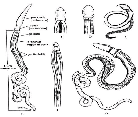 Protochordata: Overview | Zoology Optional Notes for UPSC