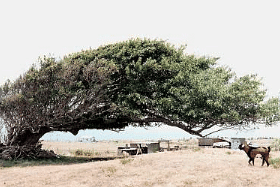 Twisting of the trees by the strong wind