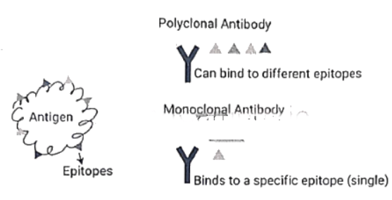 Immunology | Medical Science Optional Notes for UPSC