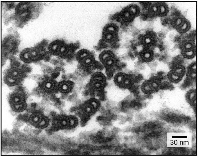 Cytoskelaton and Microtubules | Botany Optional for UPSC