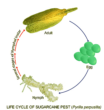 Pest of Sugarcane (Pyrilla perpusilla) | Zoology Optional Notes for UPSC