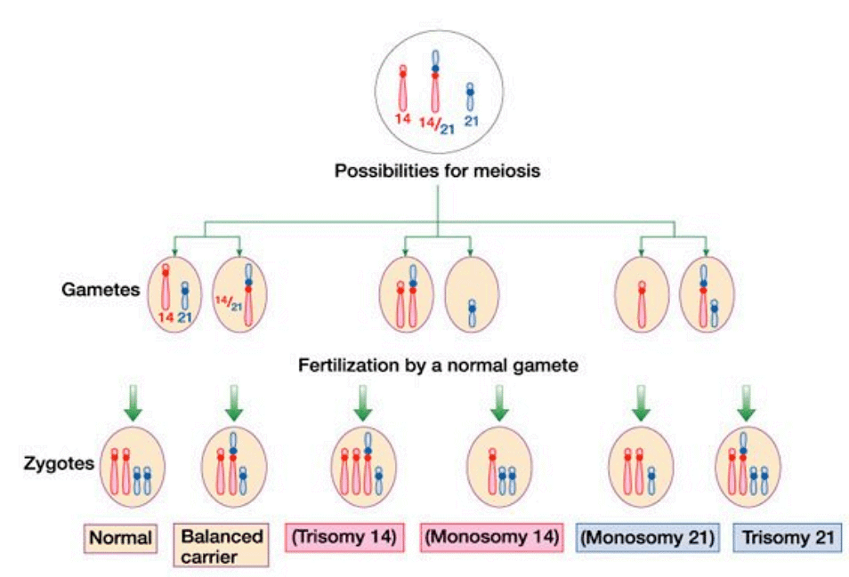 Structural Variations in Chromosomes | Botany Optional for UPSC