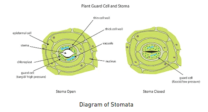 Stomata and their types | Botany Optional for UPSC