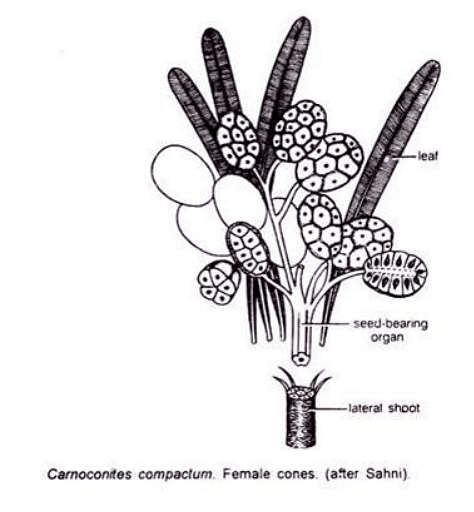 Type of Fossils and their Study Techniques | Botany Optional for UPSC