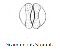 Stomata and their types | Botany Optional for UPSC