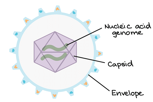 Structure and Reproduction in Viruses | Botany Optional for UPSC