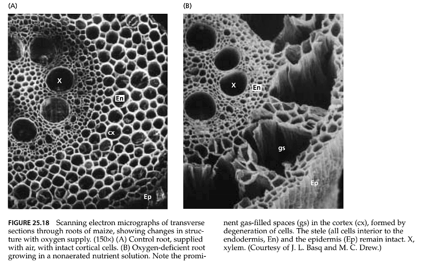 Stress Physiology | Botany Optional for UPSC