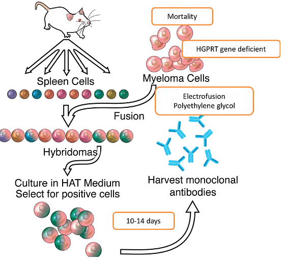 Assessment of Immune Function, Monoclonal Antibodies | Medical Science Optional Notes for UPSC