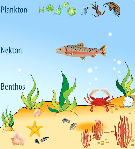 Marine Biotic Resources