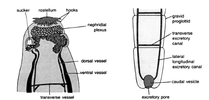 Platyhelminthes: Taenia Solium | Zoology Optional Notes for UPSC