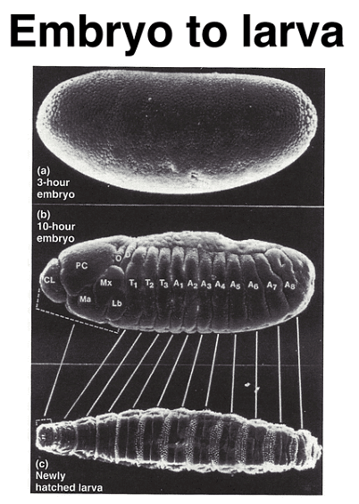 Development of Genetics | Botany Optional for UPSC