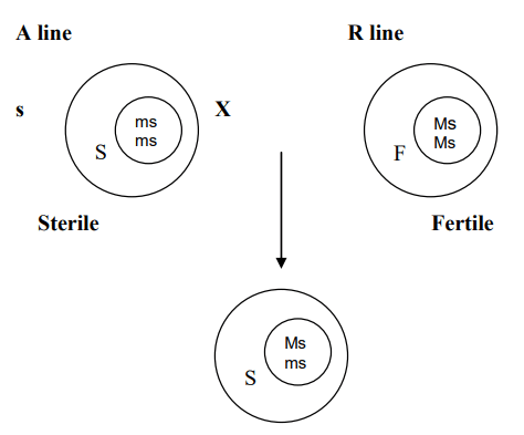 Incompatibility and Male Sterility and their Utilization in Crop Improvement - 2 | Agriculture Optional for UPSC