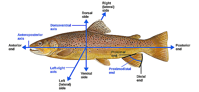 Establishing Body Axes | Zoology Optional Notes for UPSC