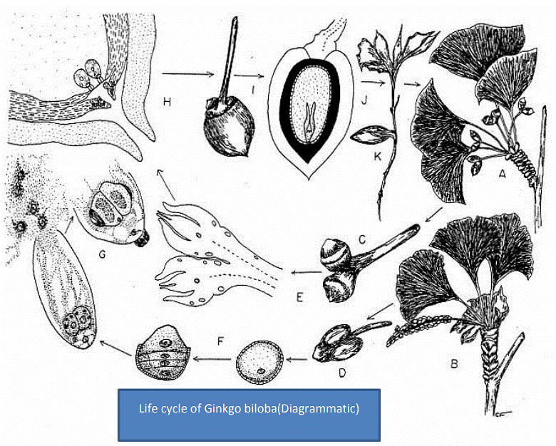Type of Fossils and their Study Techniques | Botany Optional for UPSC