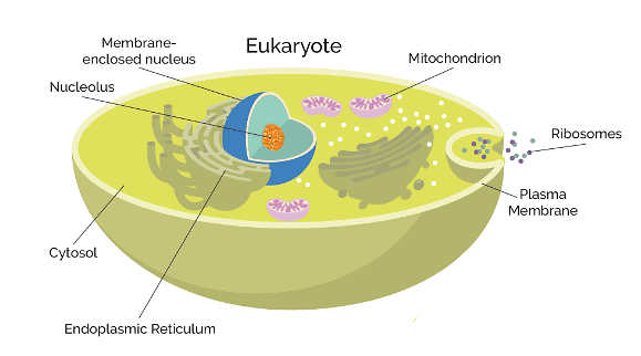 The key structures present in a eukaryote cell