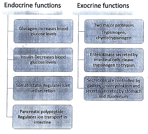 Hormones | Medical Science Optional Notes for UPSC