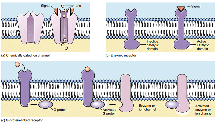 Cell-Cell Interactions | Zoology Optional Notes for UPSC